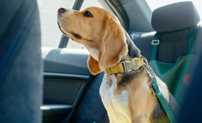 Top 10 Best Dog Seat Belts 2021 Autoguide Com - What Is The Best Car Seat Belt For Dogs